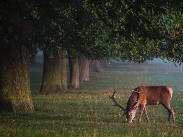 Fascinating activity of deers in autumn.